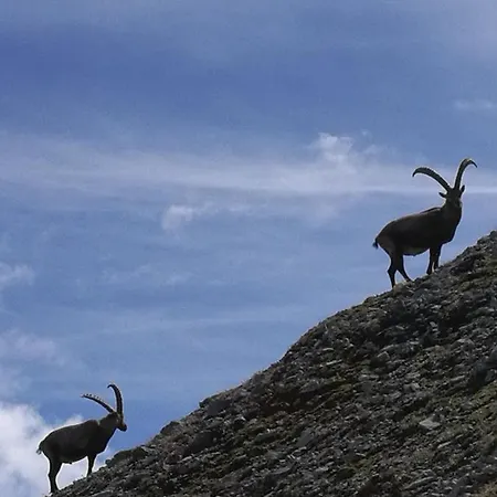 Zirbenlounge דירה *