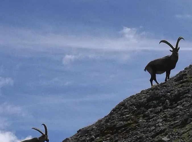 Zirbenlounge Apartmán *